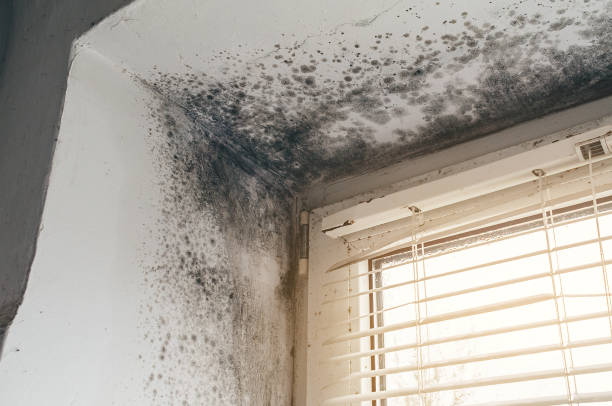 Trusted Black Mold Removal service in Gwynedd, PA - Cheap Mold Removal