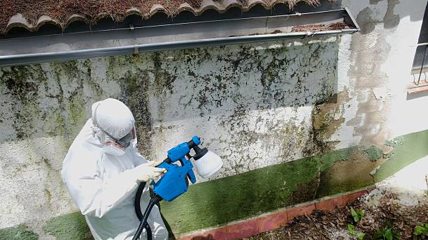 Trusted Attic Mold Removal service in Gwynedd, PA - Cheap Mold Removal